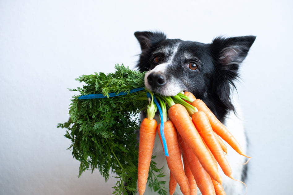 Dog allergic to carrots on sale