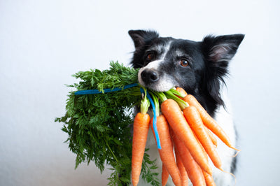 All About Carrots! Why Do Your Foods Have Carrots?