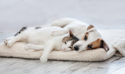 6 Pet-Care Essentials Every Senior Pet Owner Needs