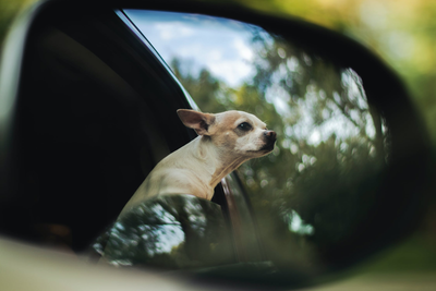 Moving With A Pet? Here’s How To Make It Painless